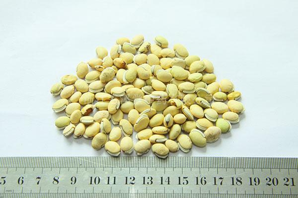 0091 白扁豆
